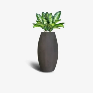 Indoor Plant
